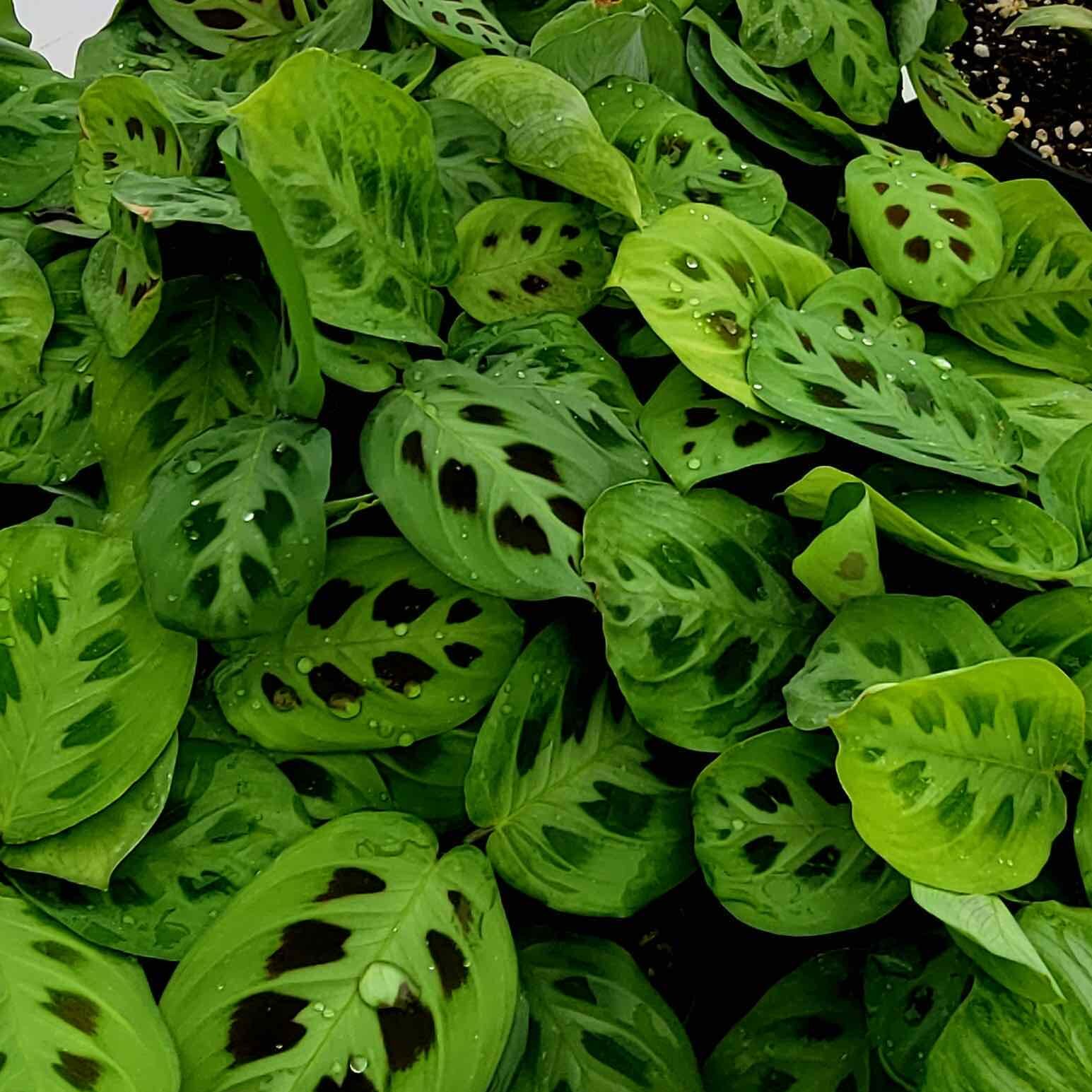 Close-up of green Maranta (prayer plant) leaves with distinctive dark spots and water droplets at Thomas Greenhouse & Gardens in Mukwonago, Wisconsin.