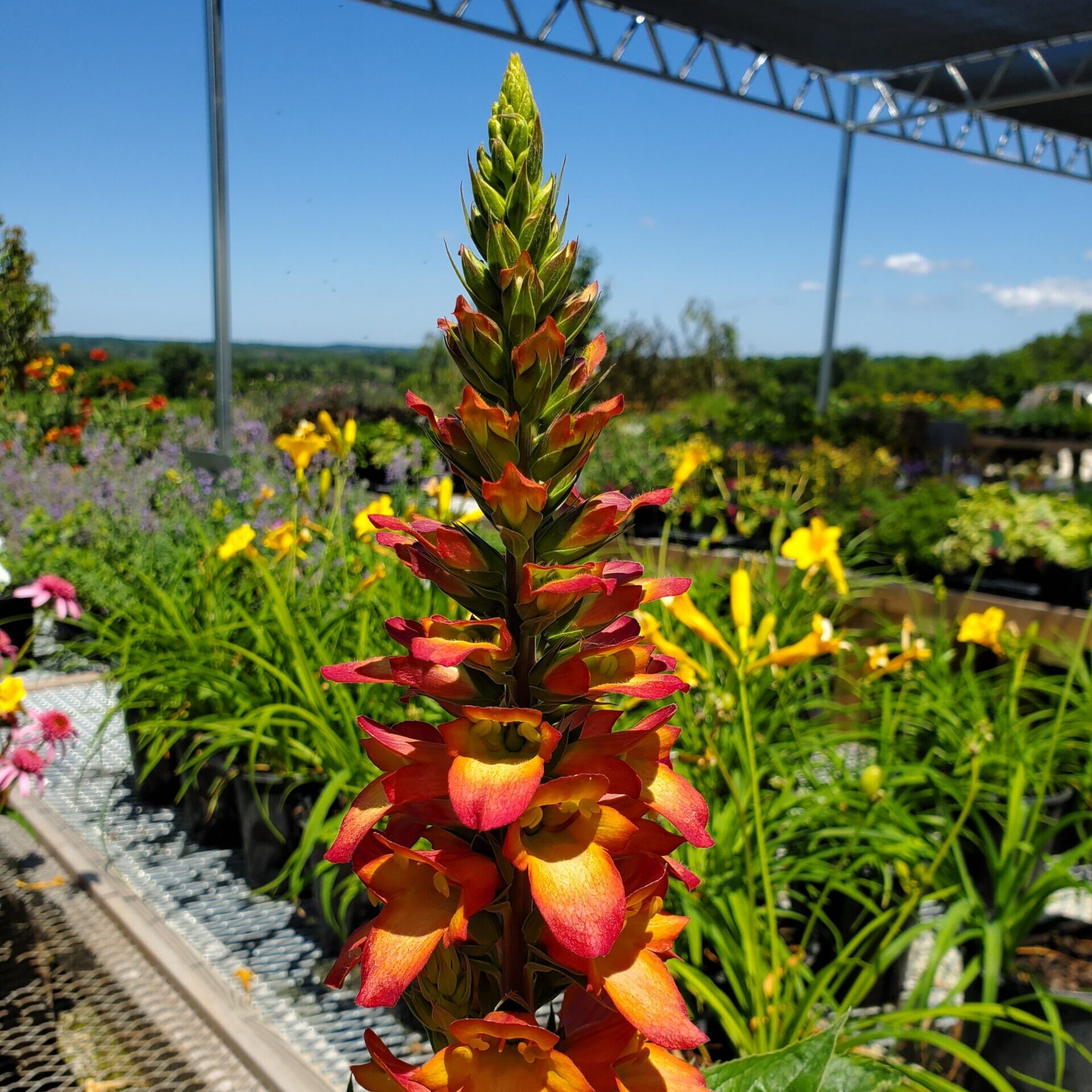 Orange and red Digitalis (foxglove) flowers blooming at Thomas Greenhouse & Gardens in Mukwonago, Wisconsin.