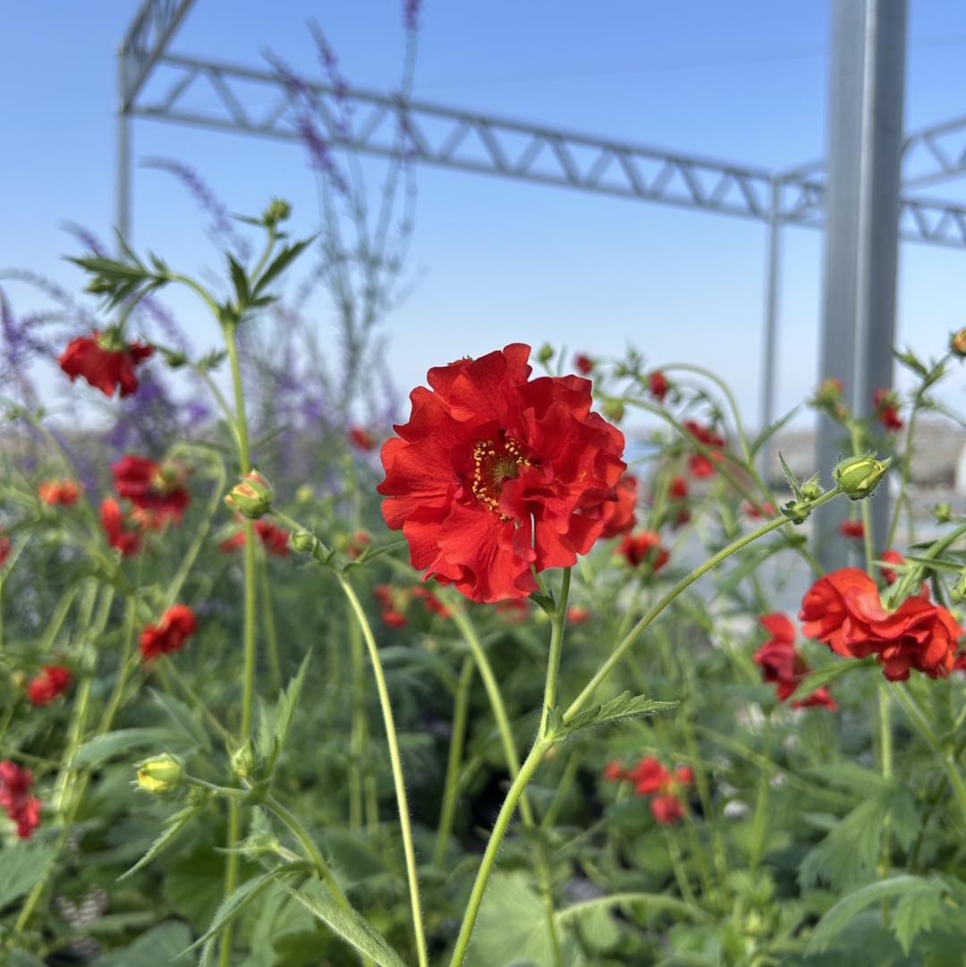 red-perennial-flower-thomas-greenhouse-mukwonago-wi
