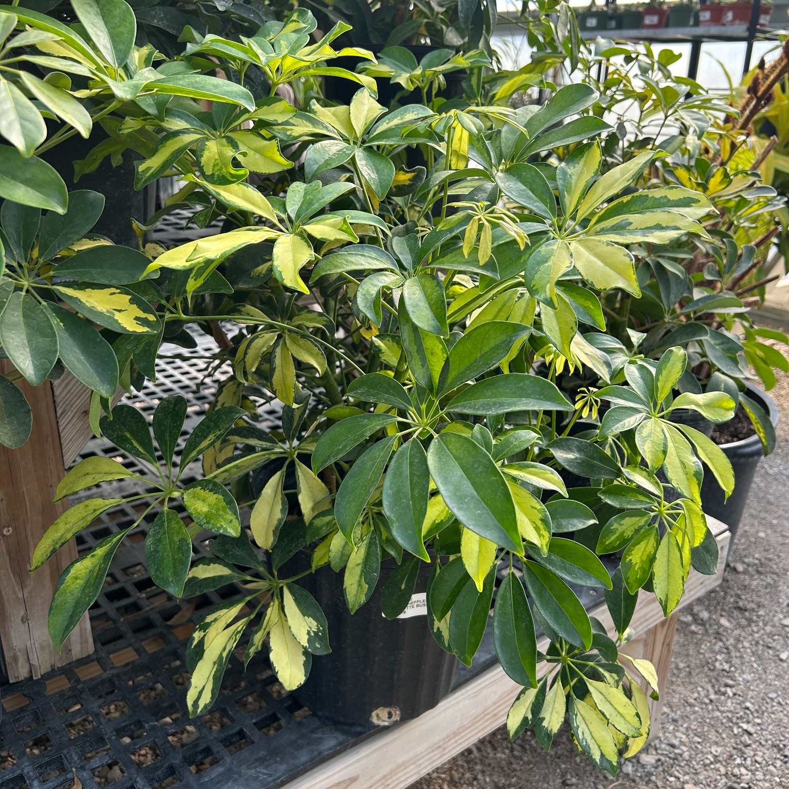 Variegated Schefflera plant in a 3-gallon pot at Thomas Greenhouse & Gardens in Mukwonago, Wisconsin.